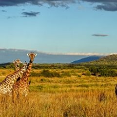 Кухонный фартук Фауна 061 МДФ матовый (3000) Fauna в Агрызе - agryz.mebel24.online | фото